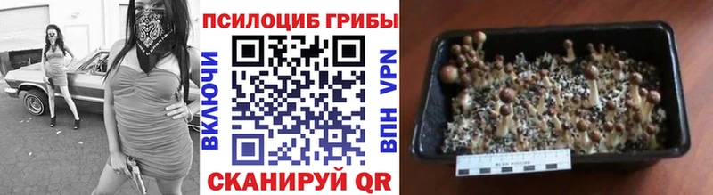 Купить где  Сосновка  Галлюциногенные грибы Magic Shrooms 